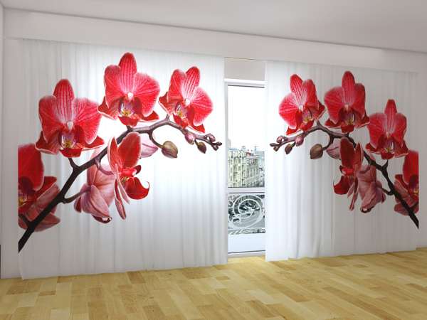 Rideau grand format : REINE DES ORCHIDÉES